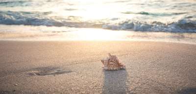 海滩 壳 海 假期 沙 自然 夏天 螺旋 海岸 暑假