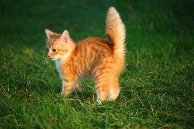 猫 小猫 猫宝宝 年轻的猫 红猫