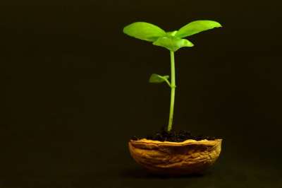 植物 小的 叶子 自然 生长 投标 新的 新鲜 核桃 简而言之