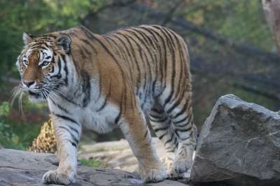 动物 捕食者 老虎 Amurtiger