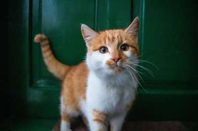 猫 前门 宠物 猫科动物 动物 猫 猫 猫 猫 猫