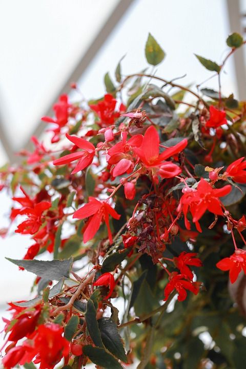 红花 植物 花草