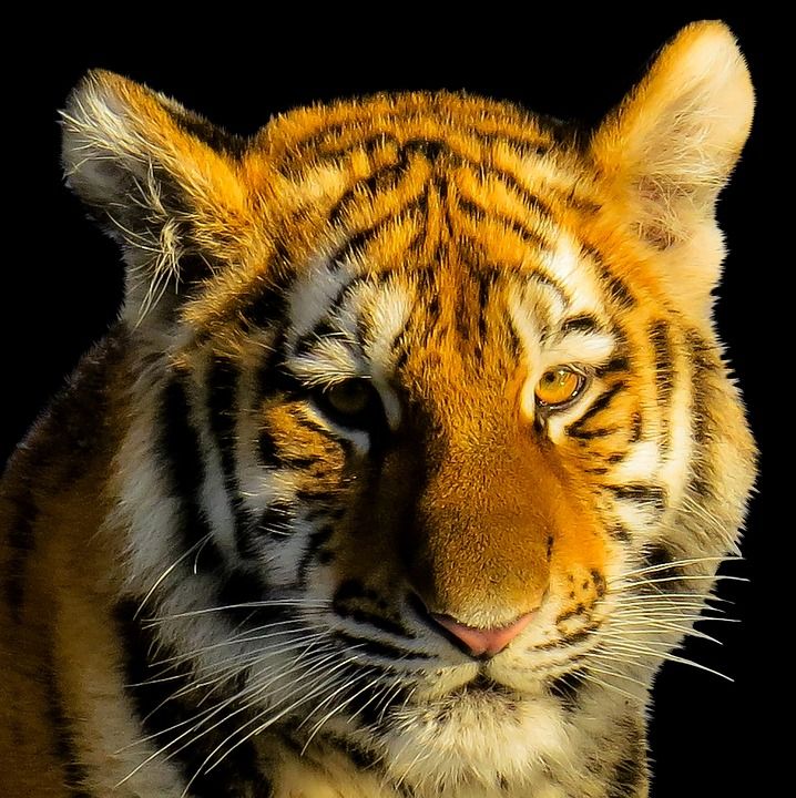 动物 老虎 虎头 肖像 关闭 动物肖像 大猫 皇家老虎 孤立