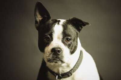 狗 宠物 衣领 狗项圈 国内的 家犬 黑色和白色的狗 犬类 肖像
