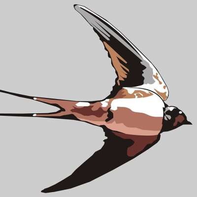 吞 鸟 巢 易挥发的 迁移 黑色 燕子 Adobe