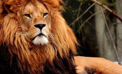 狮子 捕食者 危险的 鬃毛 大猫 男性 动物园 野生动物 非洲