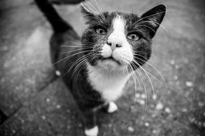 猫 黑色的 白色的 动物 猫科动物 宠物 眼睛 肖像 灰色的肖像