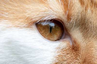 猫 猫的眼睛 猫科动物 国内的猫 特写 动物 宠物