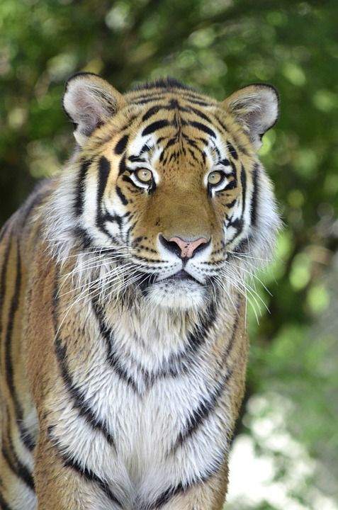 老虎 大猫 捕食者 危险的 关闭 野猫 高贵 大华