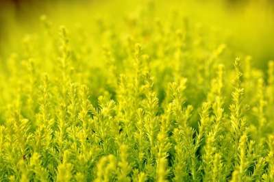 植物 野花 衬套 灌木 自然 花园 植物园 森林 草地 公园