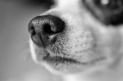 狗 杰克罗素 犬类 宠物 品种 动物 哺乳动物 单色 枪口