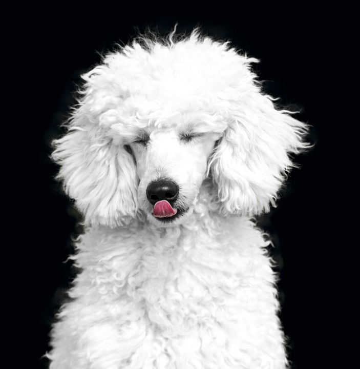 狗 贵宾犬 白色的 黑色的 狗品种