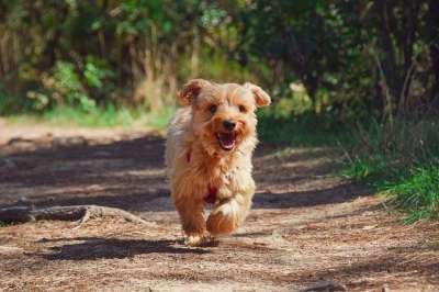 小狗 约克 狗 宠物 犬类 动物 毛皮 鼻子 哺乳动物 狗肖像