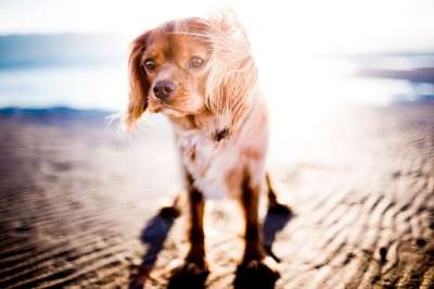 海滩 狗 宠物 小狗 犬类 哺乳动物 动物 肖像 狗肖像