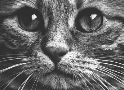 猫 宿醉 黑和白 可爱的 鲭鱼 老虎 舒适 动物 家猫 毛皮