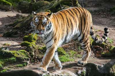野生动物 老虎 捕食者 大猫 食肉动物 荒野 纽伦堡动物园