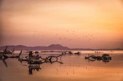 日落 海 海鸥 颜色 景观 湖 水 鸟类