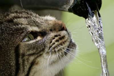 猫 蒂格特 老虎 毛皮 可爱的 眼睛 口渴 水 喷泉 喝 舔