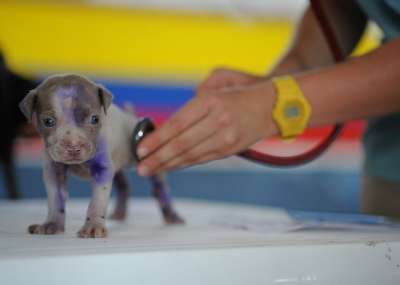 狗 小狗 犬类 职业教育和培训 兽医 医疗服务 检查心脏 听诊器