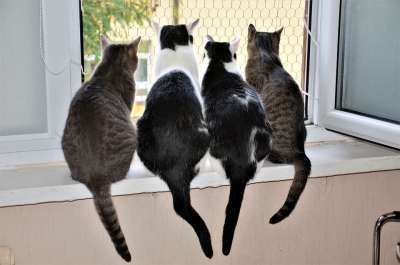 动物 猫 普通猫 侧影 朋友