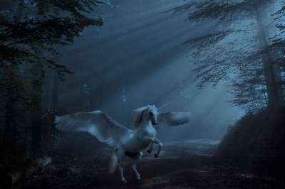 幻想 森林 独角兽 神秘 超现实的 独角兽 独角兽 独角兽