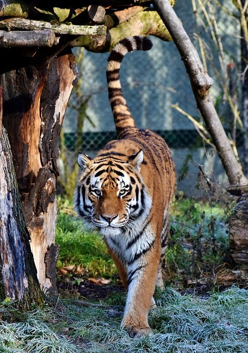 老虎 大猫 捕食者 野猫 虎头 舌头 危险的 高贵 大华