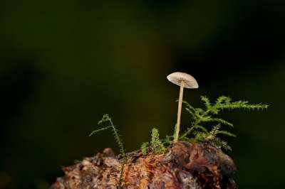 蘑菇 掌舵 苔藓 根 森林 落下 自然