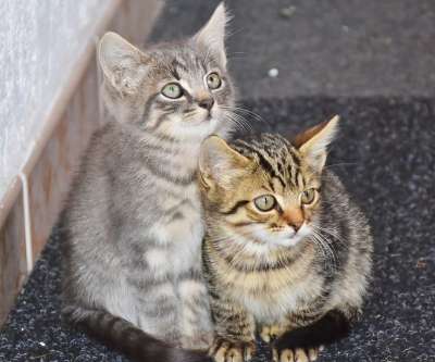 猫 宝贝猫 小猫 猫宝宝 年轻的猫 偎 猫家族 幼兽 家畜