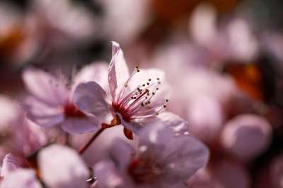 花朵 梅花 春天 花瓣 季节性 盛开 开花 植物学 特写 梅花
