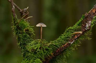 蘑菇 根 苔藓 森林 落下 自然 关闭