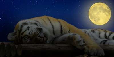 老虎 睡觉 晚安 大猫 放松 猫 松弛 休息 月亮 夜晚
