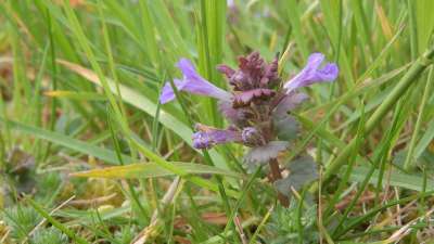 藤 Glechoma Hederacea 花草地上 药用 草药