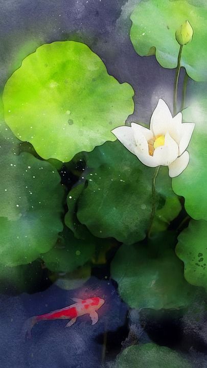 莲花 鱼 水 鲤鱼 叶子 植物 墙纸 高清 桌面 手机壁纸