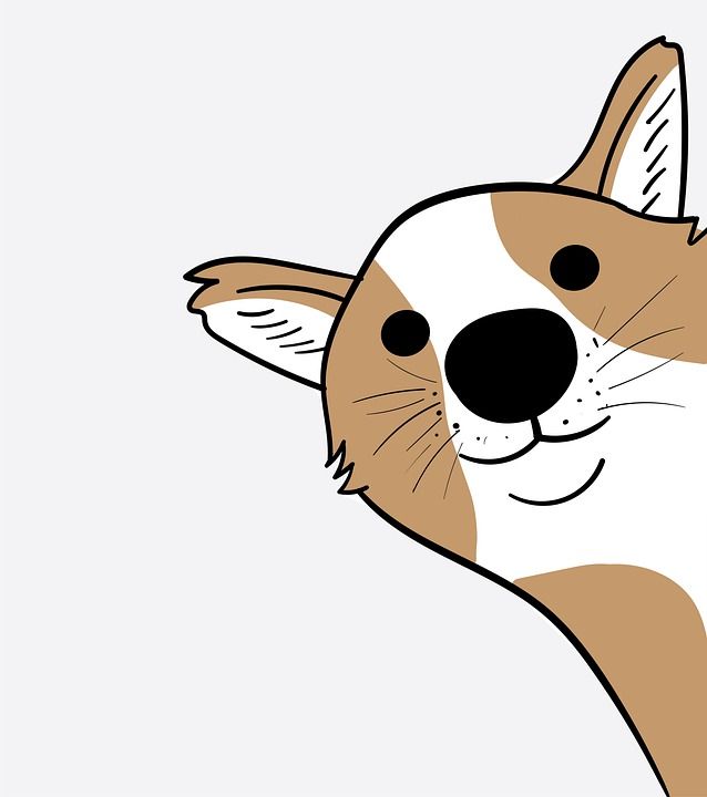狗 小狗 犬类 哺乳动物 宠物 可爱的 动物 品种 快乐的