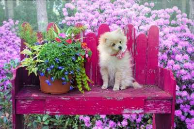 狗 花园 博美犬 小狗 动物 宠物 犬类 户外