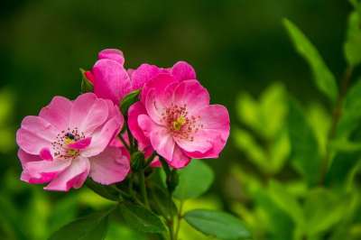 花朵 野花 野玫瑰 盛开 开花 植物 植物群 自然 草地 花朵