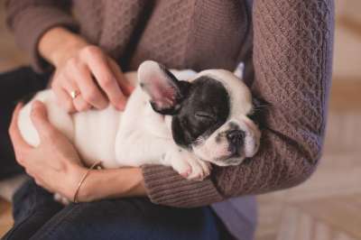 斗牛犬 小狗 宠物 所有者 女士 睡觉 睡眠 睡着了 睡狗
