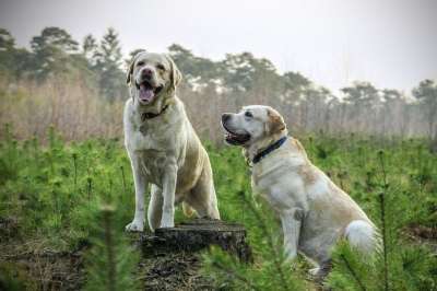 拉布拉多犬 种族 狗 动物