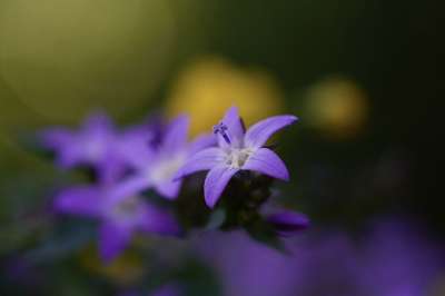 开花 花 紫色的 宏 花园 植物 春天 盛开 植物群 花草甸