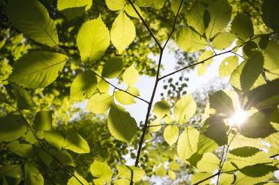 树叶 植物群 树 枝杈 公园 户外 阳光明媚 绿色 森林 光