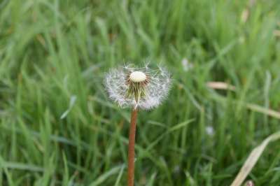 白鹭的Pisenlit 种子在风中飞行 蒲公英花 自然 野花 花草地