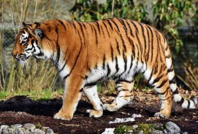 老虎 大猫 捕食者 野猫 虎头 舌头 危险的 高贵 大华
