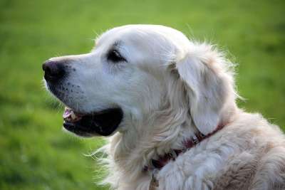 狗 宠物 猎犬 动物 家犬 犬类 哺乳动物 可爱的 毛茸茸的