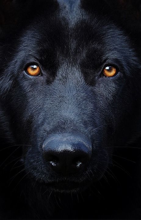 黑的德国牧羊犬 眼睛 狗 头 纵向