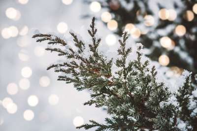 雪松 枝杈 冬天 常绿 树 自然 雪松 雪松 雪松 雪松