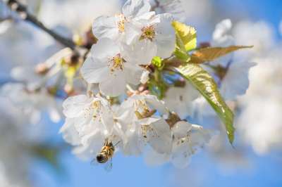 蜜蜂 花 授粉 昆虫 昆虫学 特写 苹果花 春天 开花 枝杈