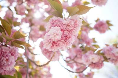 樱桃树 樱花 鲜花 春天 八重樱 花 粉色 樱花 樱花 樱花