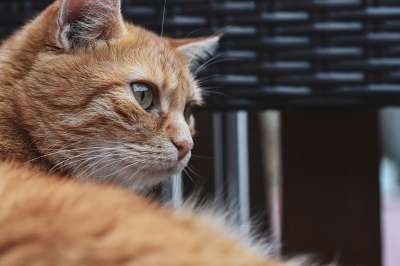 猫 宠物 动物 虎斑猫 国内的猫 猫科动物 哺乳动物 可爱的