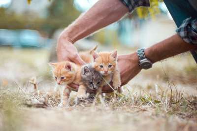 动物 小猫 猫科动物 哺乳动物 物种 动物群 宠物