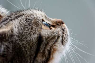 猫 英国短毛猫 品种猫 Luna 鲭鱼 梦想 家畜 家猫 看法